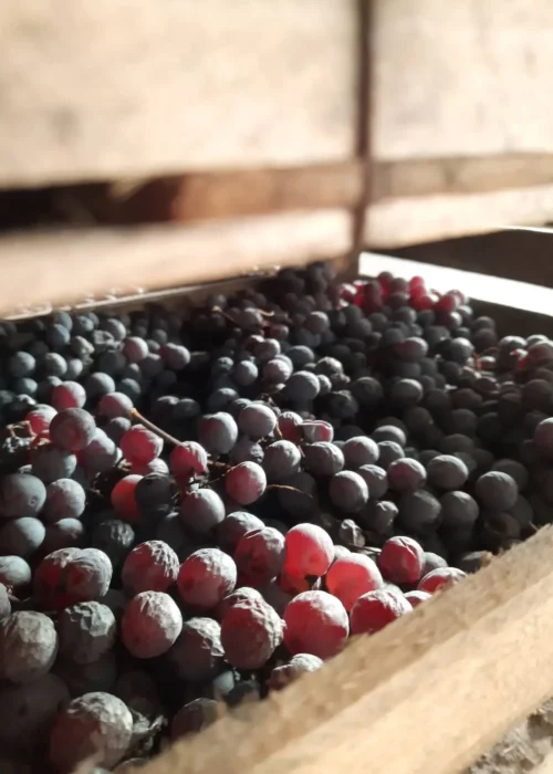 Una cassetta di uva appena raccolta.